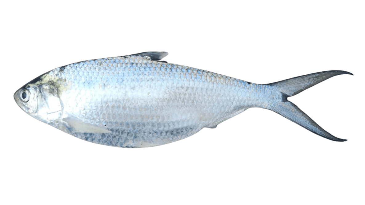 Ikan